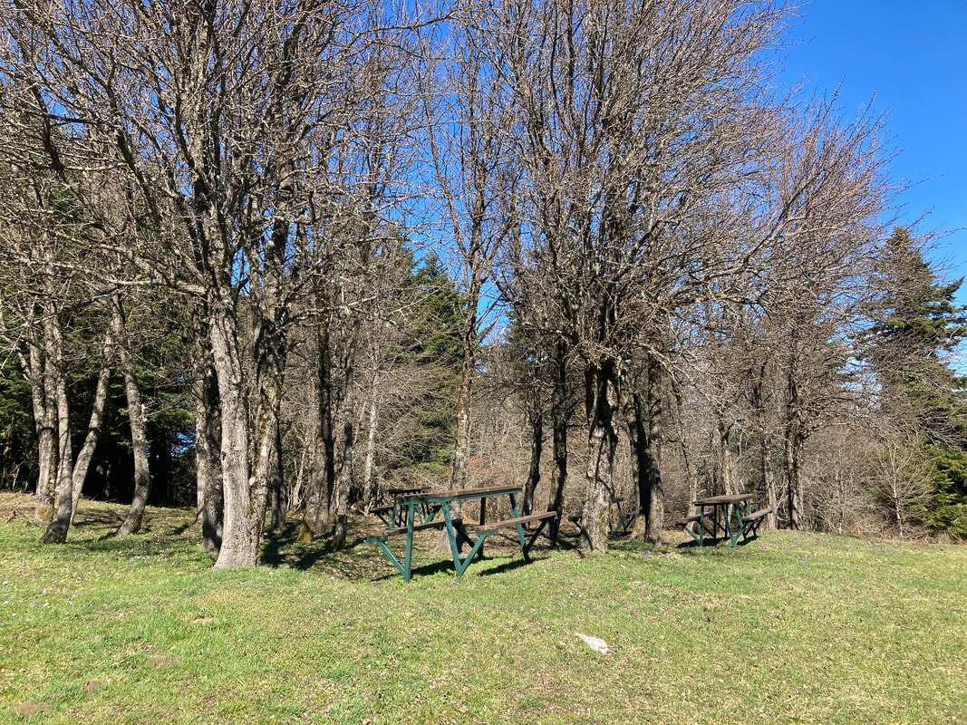 A photo showing picnic benches and trees in spring